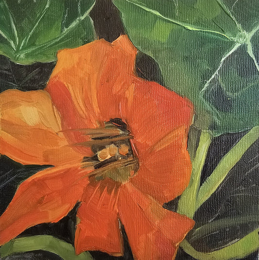 Small oil painting nasturtium flower